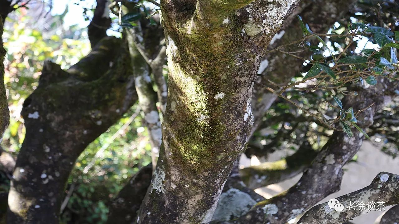 临沧白莺山古树茶特点图片