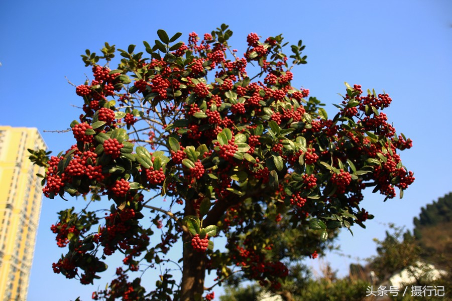 滇南红果树图片