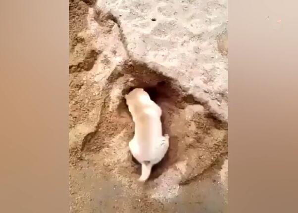 狗狗在沙滩上刨洞,沙洞坍塌的瞬间,主人直接笑喷