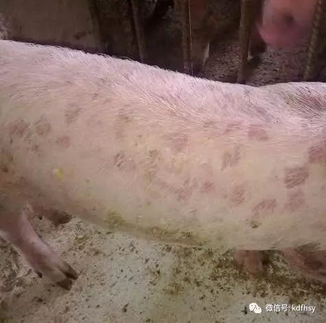 非洲猪瘟皮肤症状图片