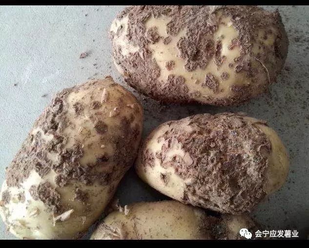 马铃薯疮痂病防治图片
