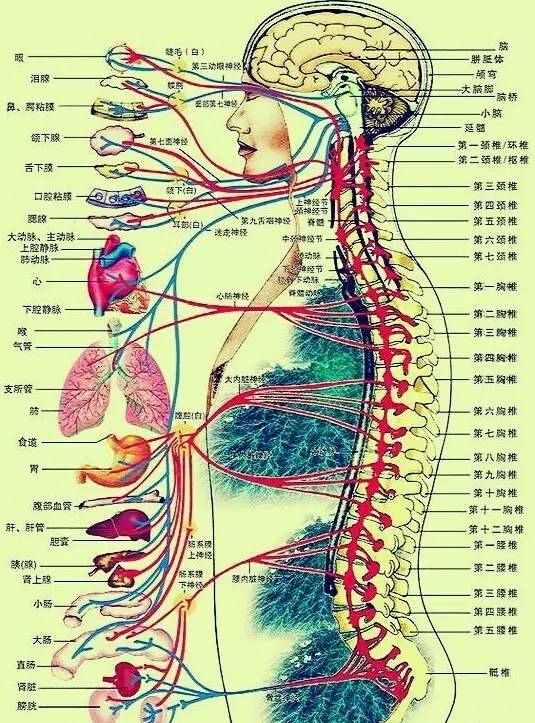 脊柱神经分布图图谱图片
