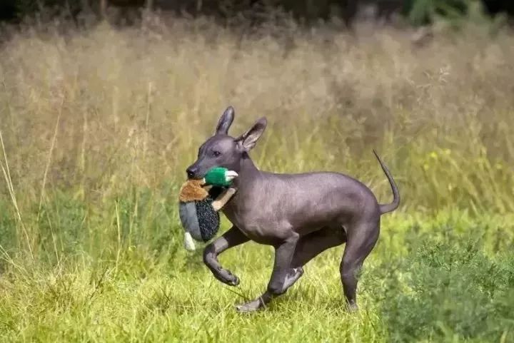 美洲當時生活在那裡的土著居民飼養了它們xoloitzcuintli是那瓦特語