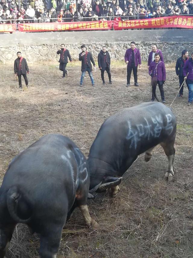 鬥牛則頭簪金花,身披紅綢,牛背制旗架,旗架下披一綵緞旗,架上插四面