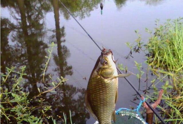 3分鐘讓你學會冬季釣鯽魚技巧,沒有比這更快的野釣方法了!