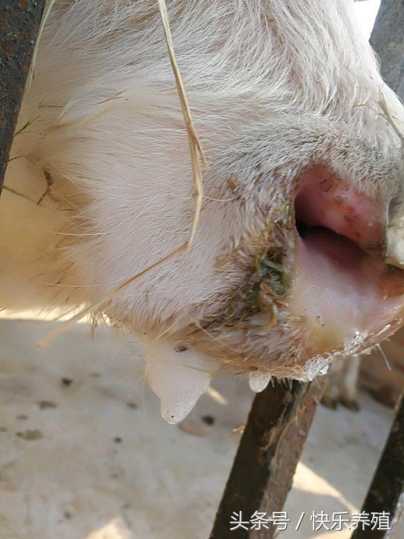 牛口蹄疫症状图片舌头图片