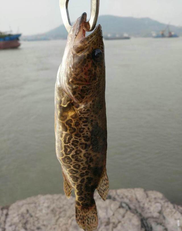 比起傳統釣法,路亞更接近漁獵本質,不過雖然好玩,可是上魚的難度也