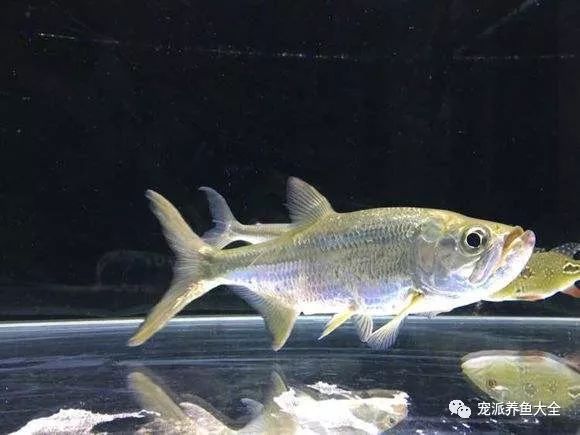 這些大型寵物觀賞魚厲害了