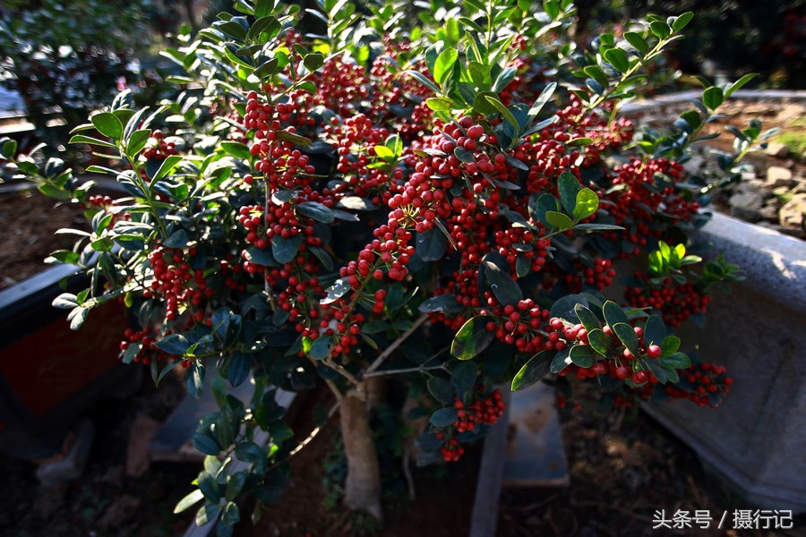 還掛滿了紅紅的果子,您可知道這樹叫什麼名字?