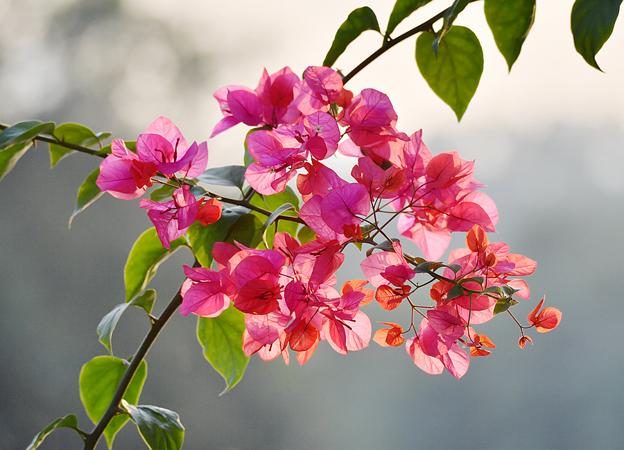 勒杜鹃—叶子花的光影之魅