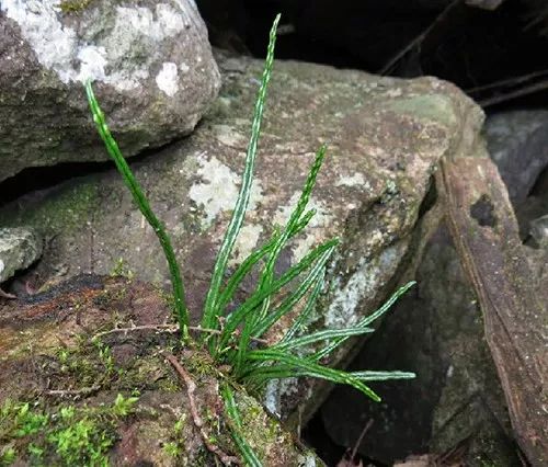 每日一植庐山瓦韦