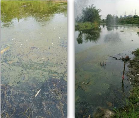 水污染治理对比图片