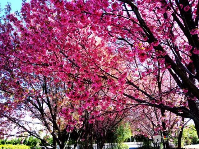 大理大学冬樱花图片