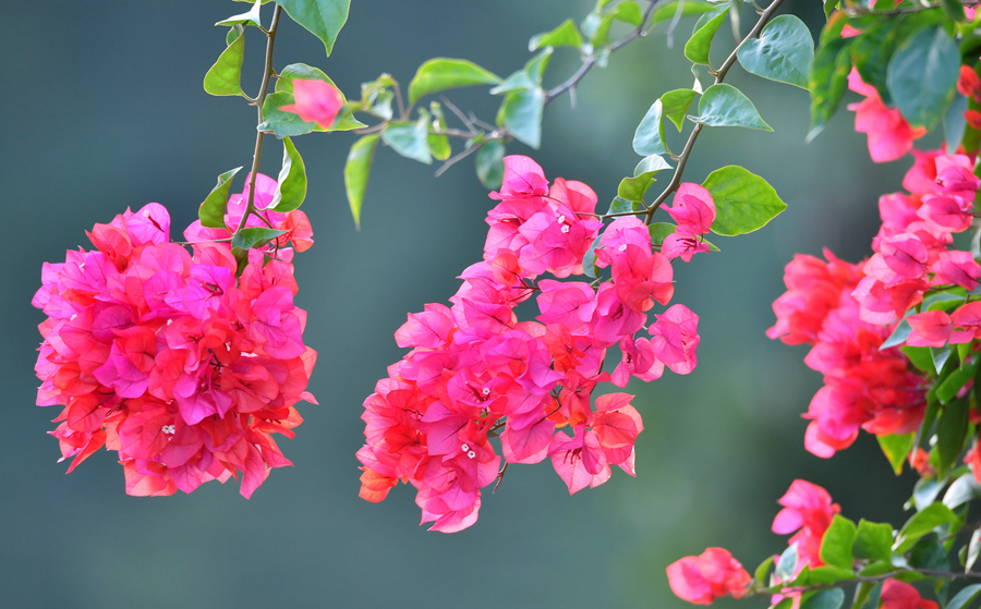 勒杜鹃——叶子花的光影之魅