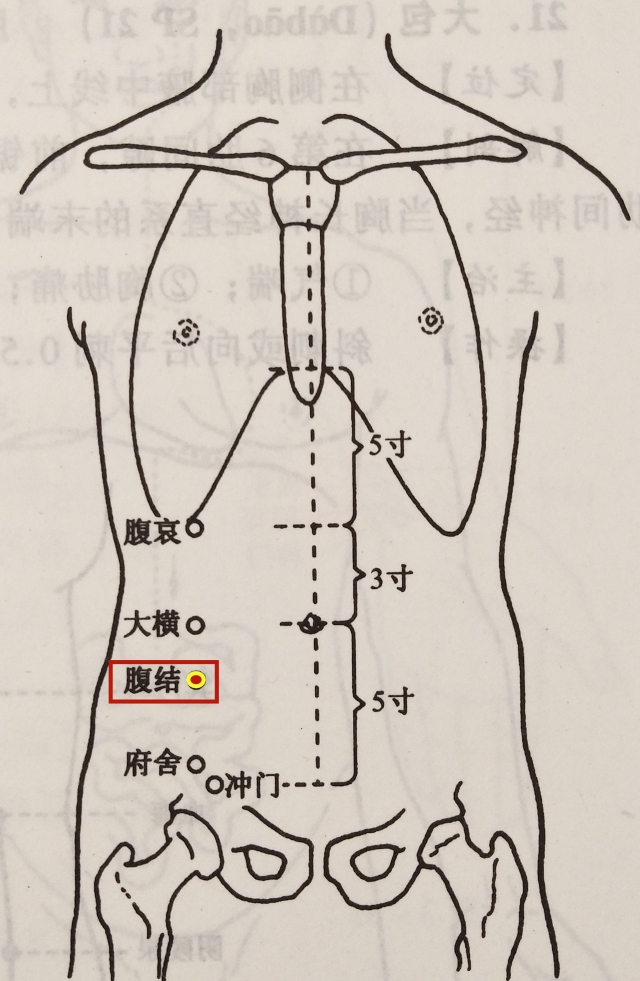 腹结的准确位置图图片