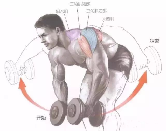 肩部前中后束图解图片