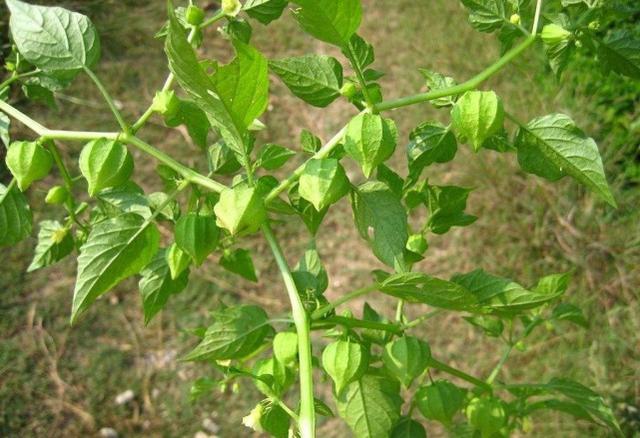 農村常見的5種野菜以前拿來餵豬能吃還能清熱降火