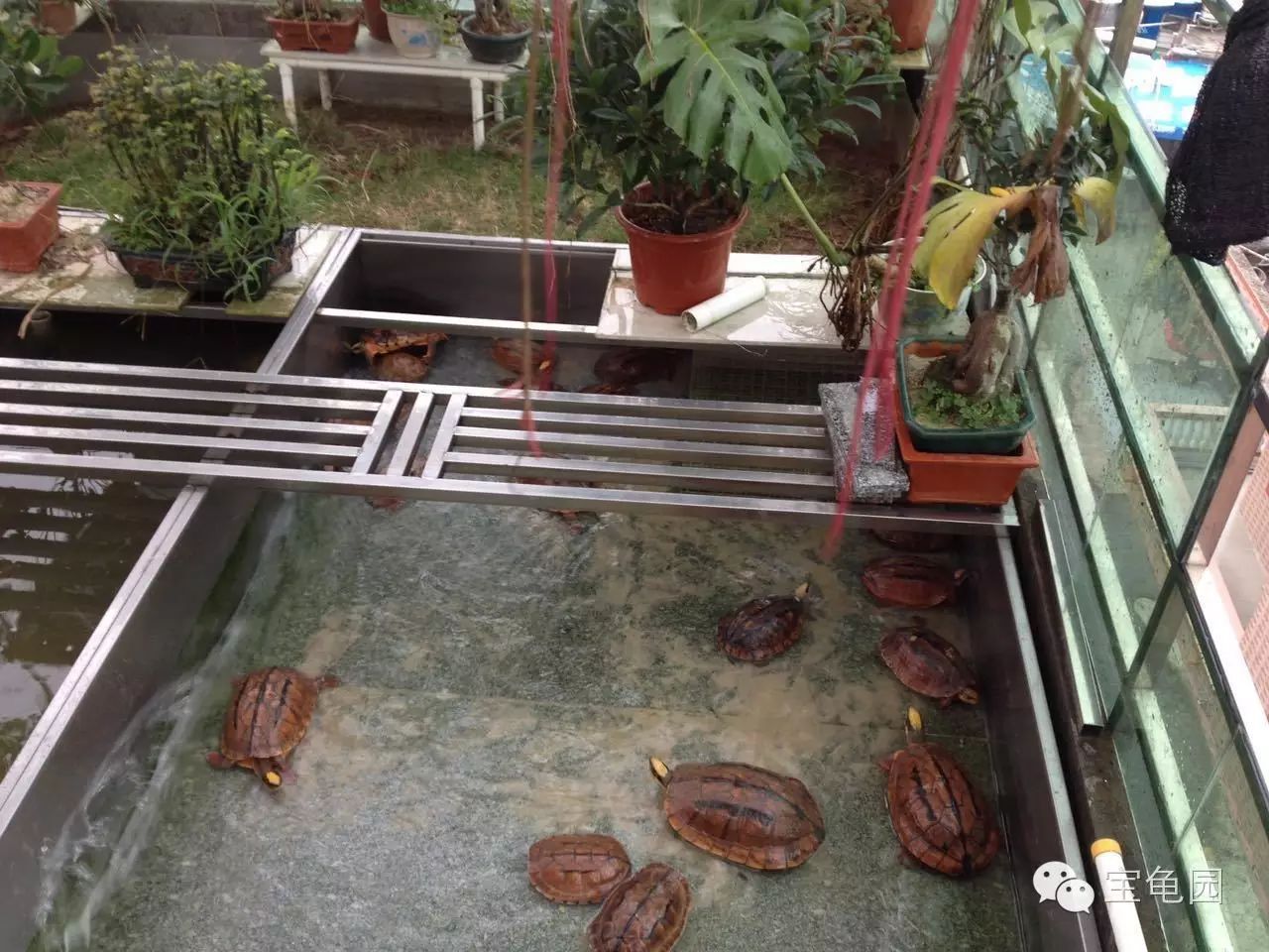 陆龟阳台散养环境图图片