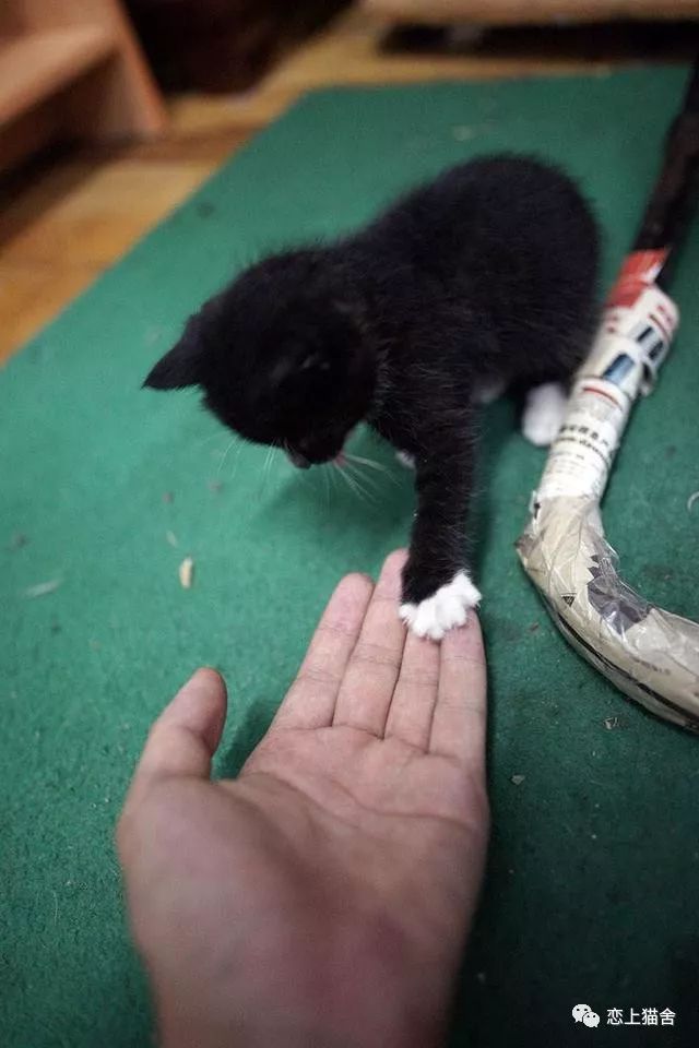 黑猫四脚踏雪图片图片