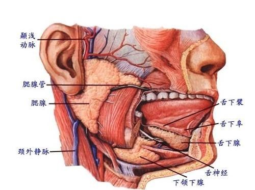 腮在什么位置图片图片