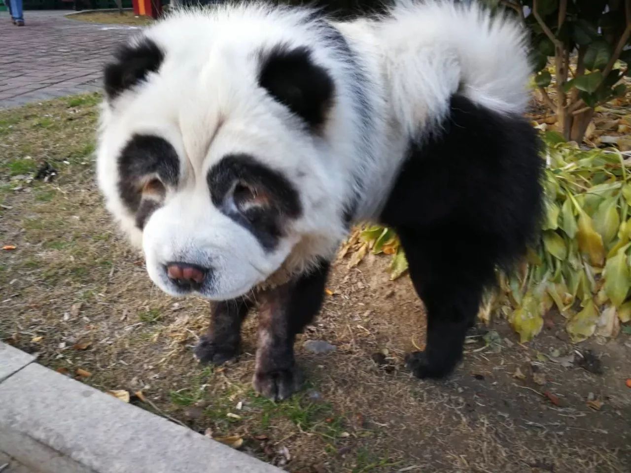 长得像熊猫的狗图片图片