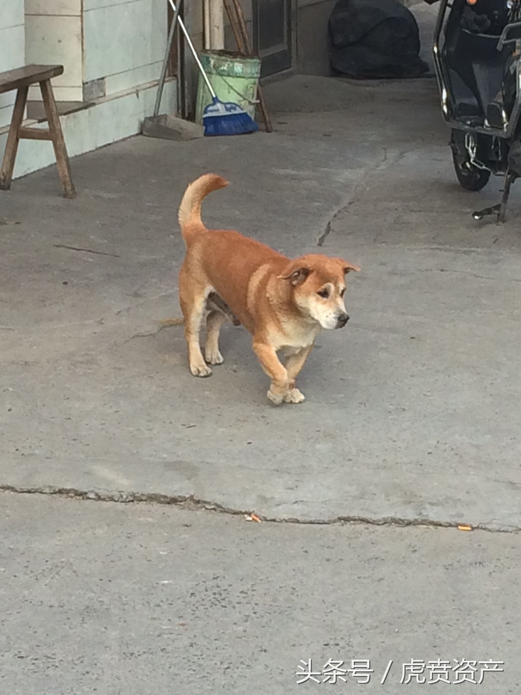 中华田园犬,看家护院的好帮手!