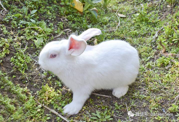 寵物小百科如何飼養小兔子