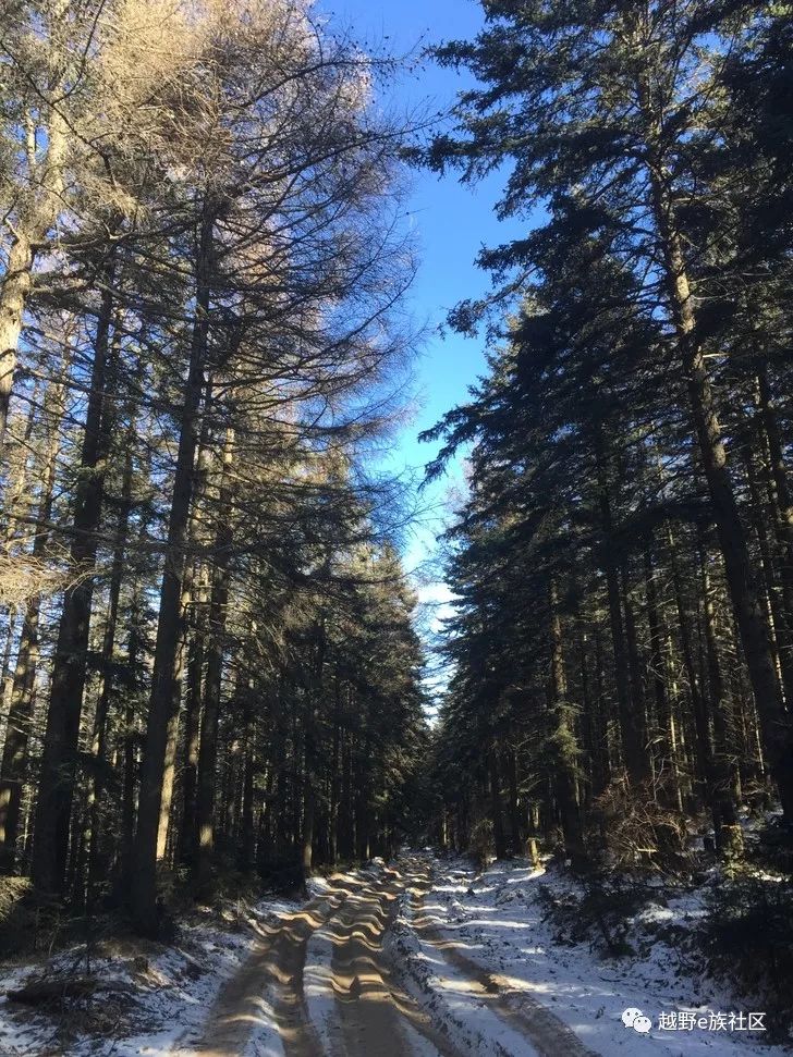 芦芽山原始森林图片