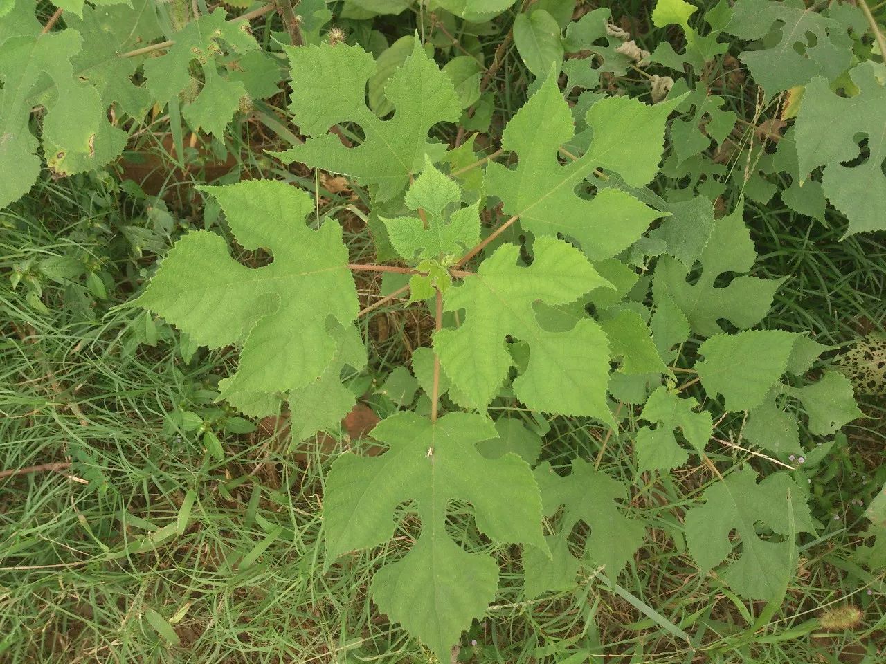 植物栽培構樹的栽培技術常見的綠化樹種