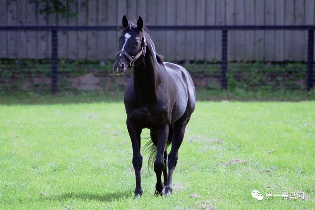 日本馬壇最賺錢馬