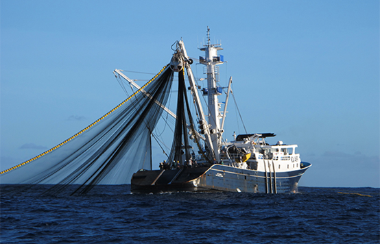 美国金枪鱼渔船图片
