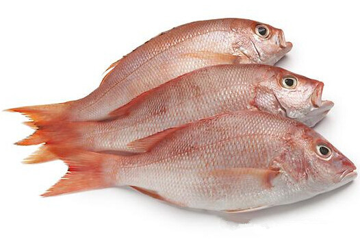 在厦门这种鱼价格比鲷鱼高但营养却与鲷鱼相似