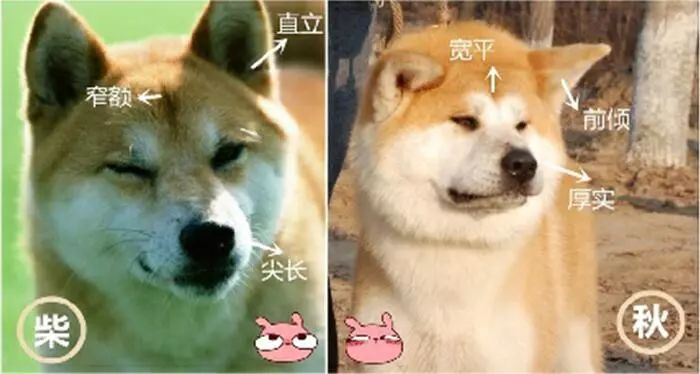 秋田柴犬对比图片