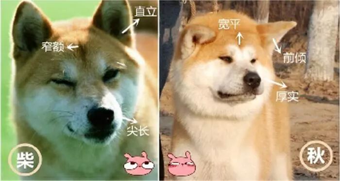 并且蓬松 秋田犬的额头宽