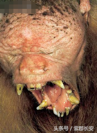 十大牙齿最特别的动物最多牙齿的那个绝对出人意料