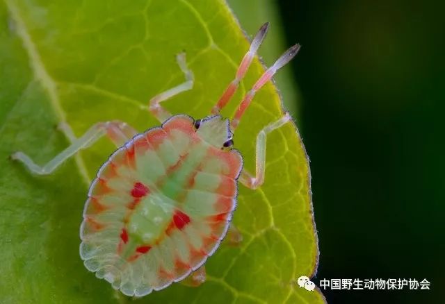 麗蝽雜斑箭螳亞葉背螳屏頂螳麗蛛腐葉螽亞葉背螳巨腿螳