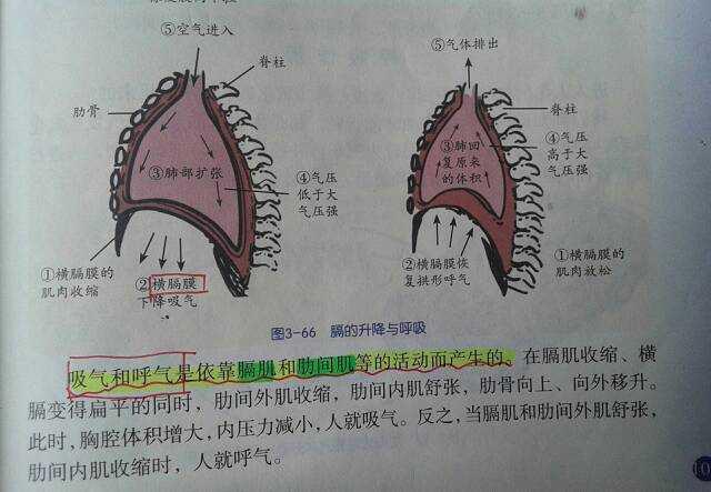 膈肌裂孔位置图图片