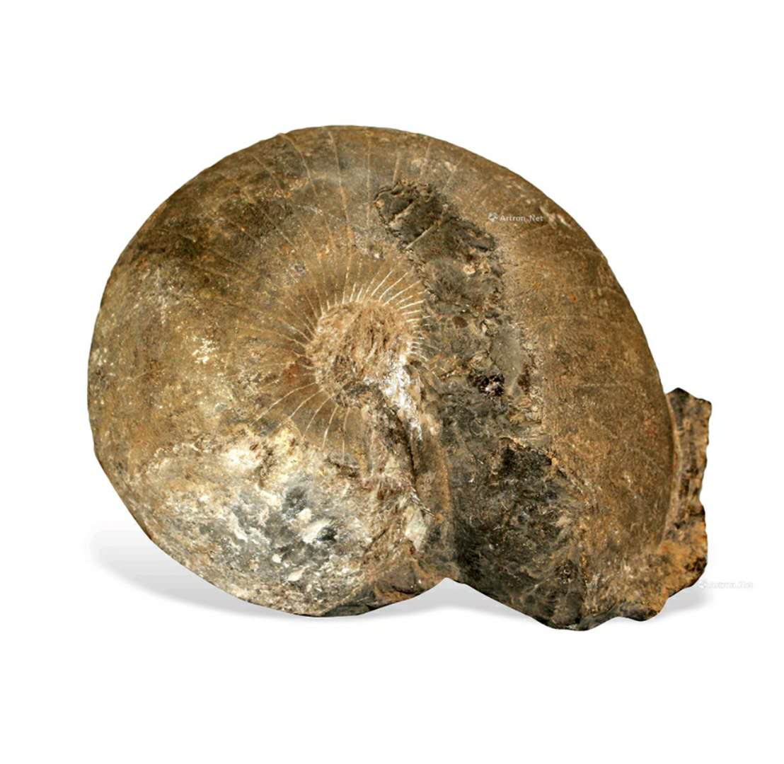 藏品鉴赏推介——远古遗珠海螺化石