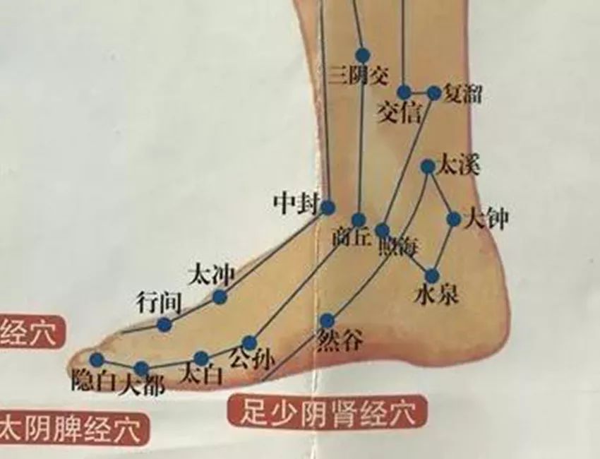 人体脚踝经脉图片