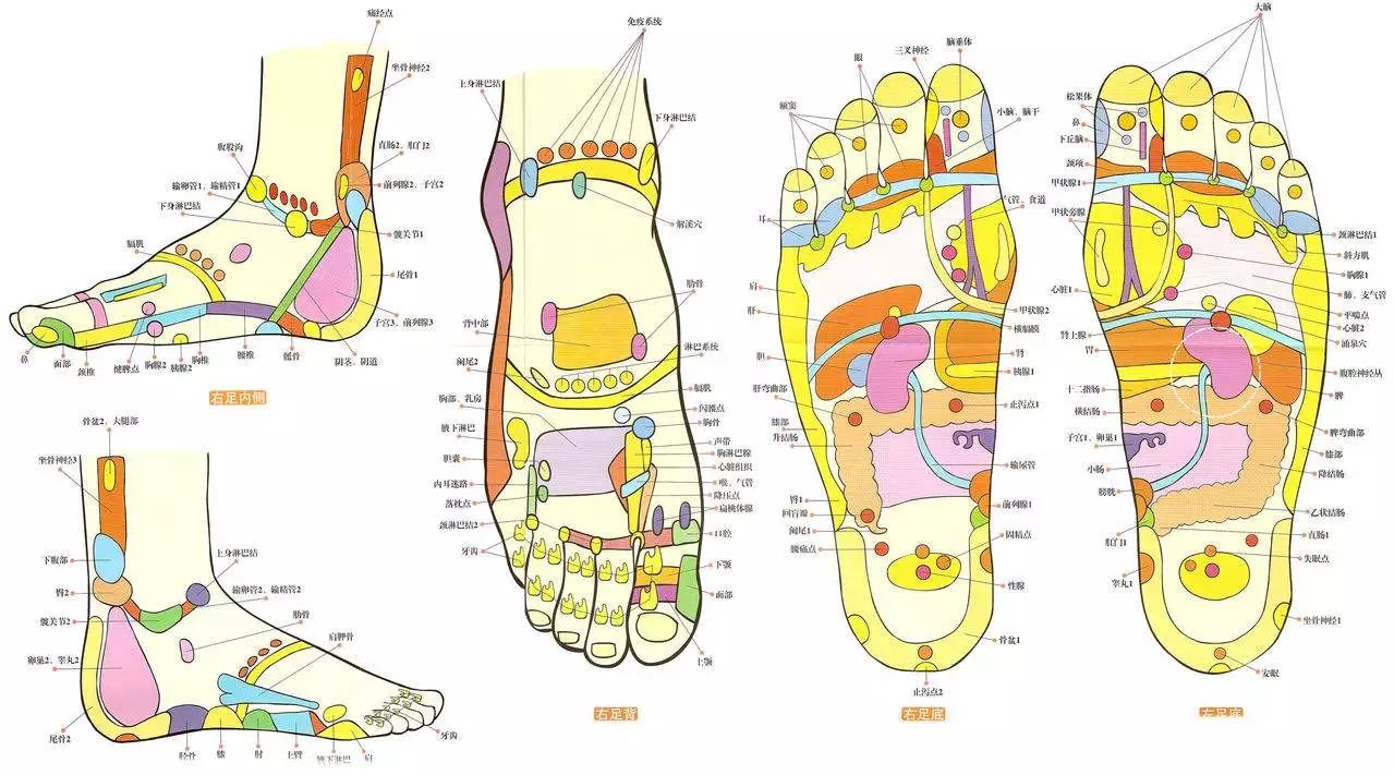 也因此有着人体各个脏腑组织器官固定的对应区,采取多种疗法对足底