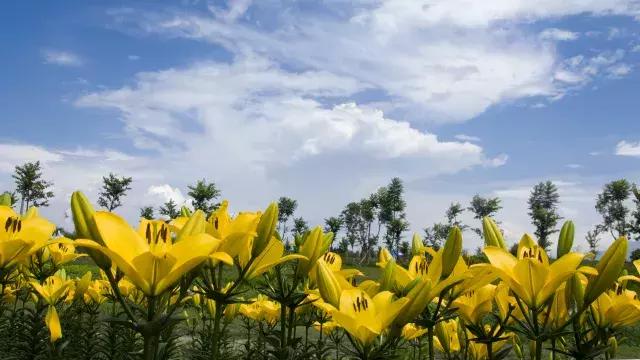 2017我在大理雲海芳草邂逅的那些花兒