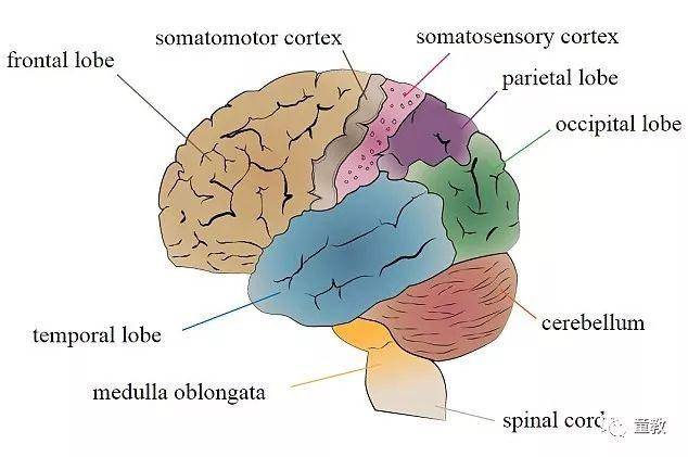 大脑皮层的功能分区——《童教》