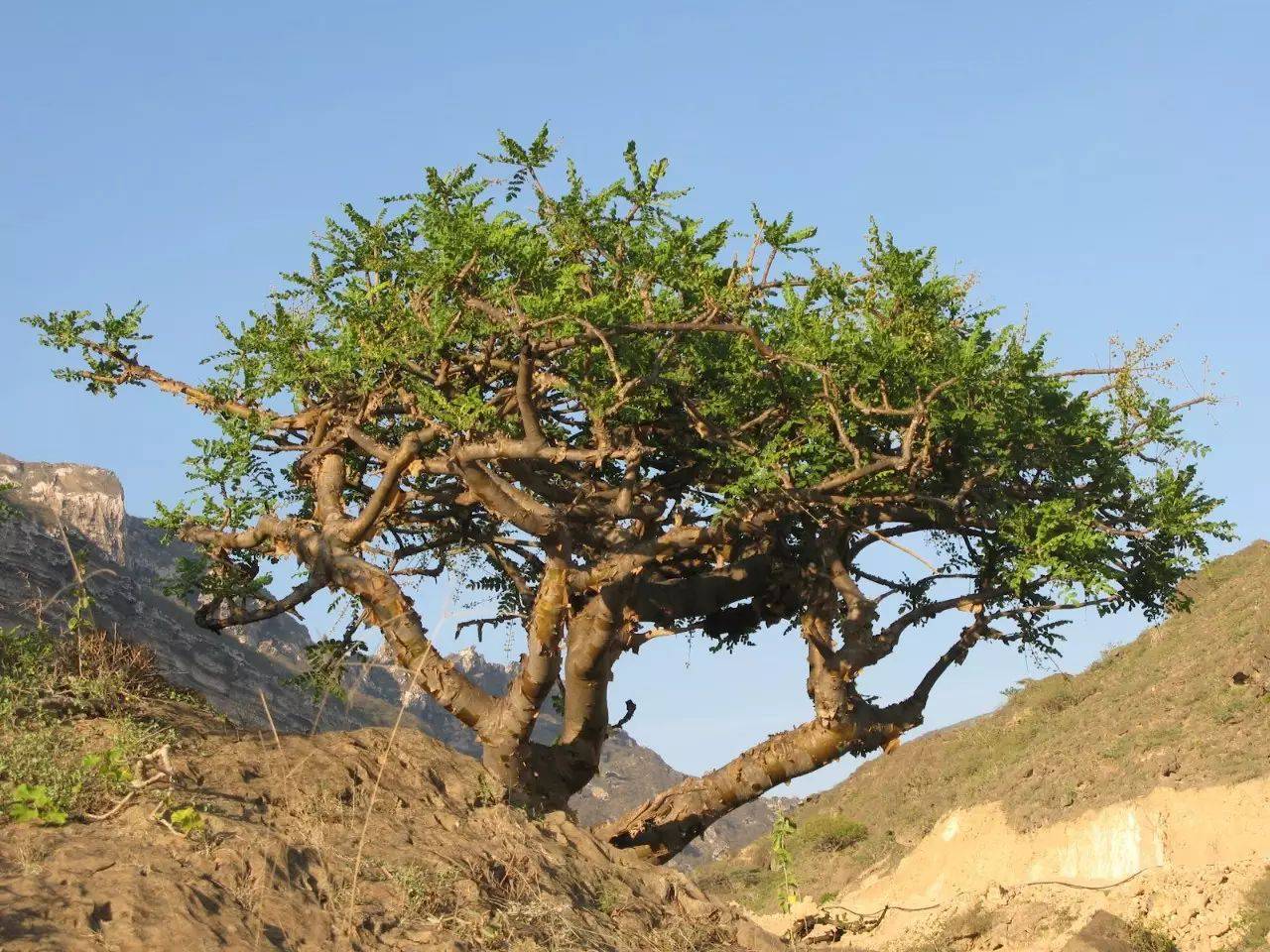 阿拉伯乳香树(boswellia sacra),通常生长在环境十分干燥,瘠薄和