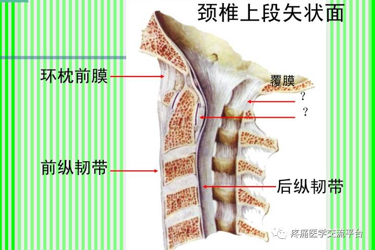 上脊柱解剖圖頸胸腰椎