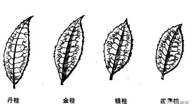 几种桂花叶子区分图图片