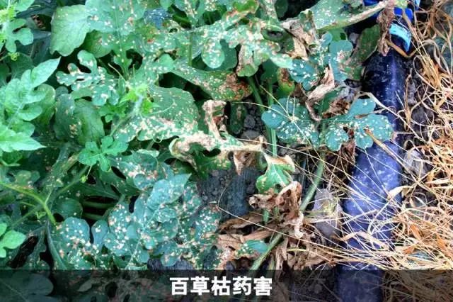 还在为西瓜出药害而苦恼?本文专门教你解决此问题