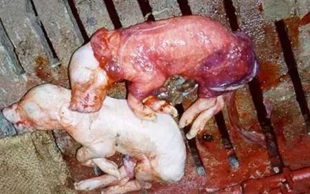 母猪细小病毒产死胎图图片
