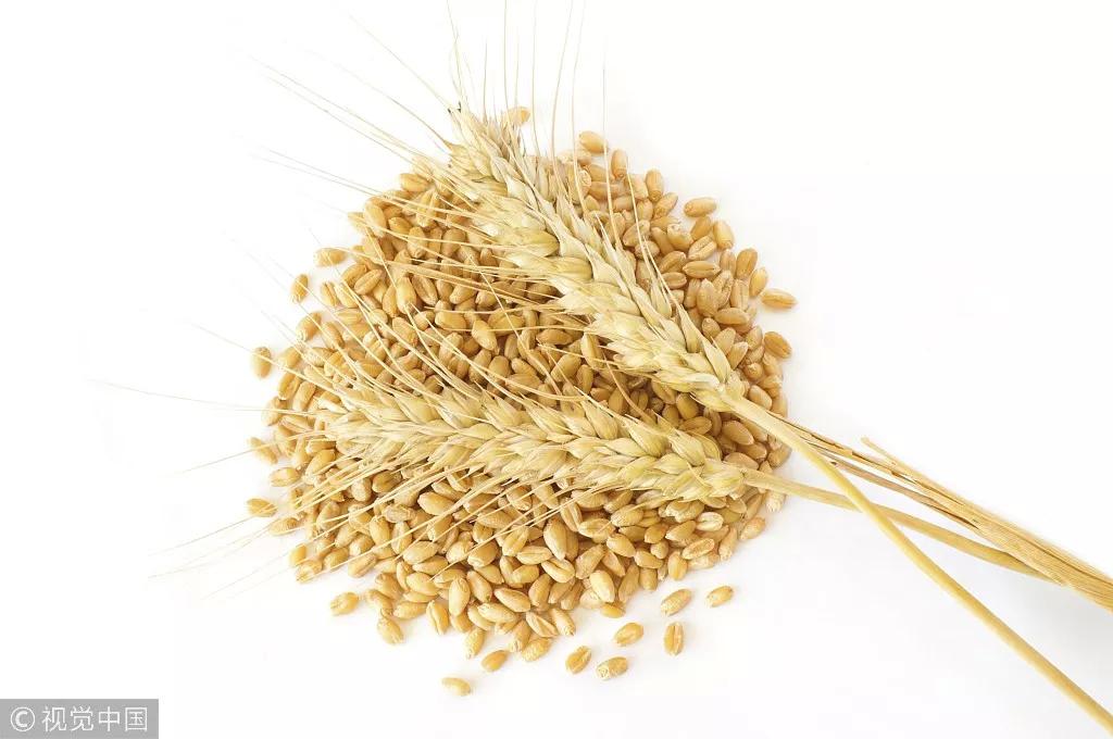 浮小麦是什么东西图片