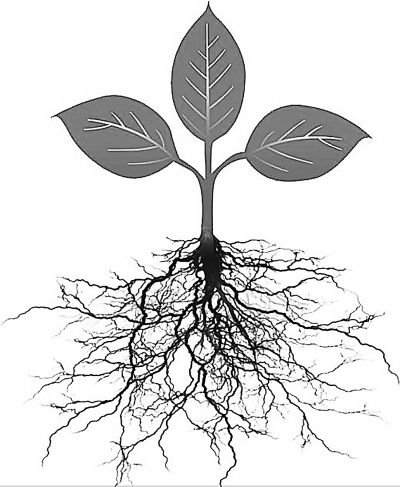 什么导致您家作物的根生长缓慢?