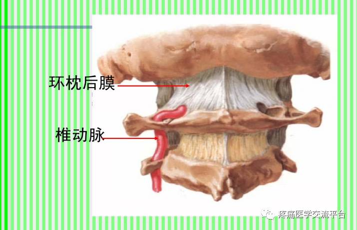 上脊柱解剖图颈胸腰椎